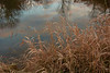 Thanksgiving at Lowland Farm 2008 : 